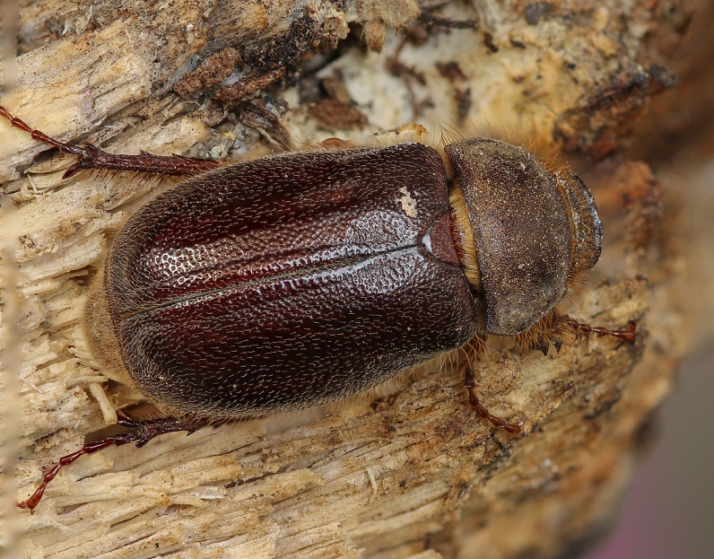 Melolonthidae: Aplidia etrusca